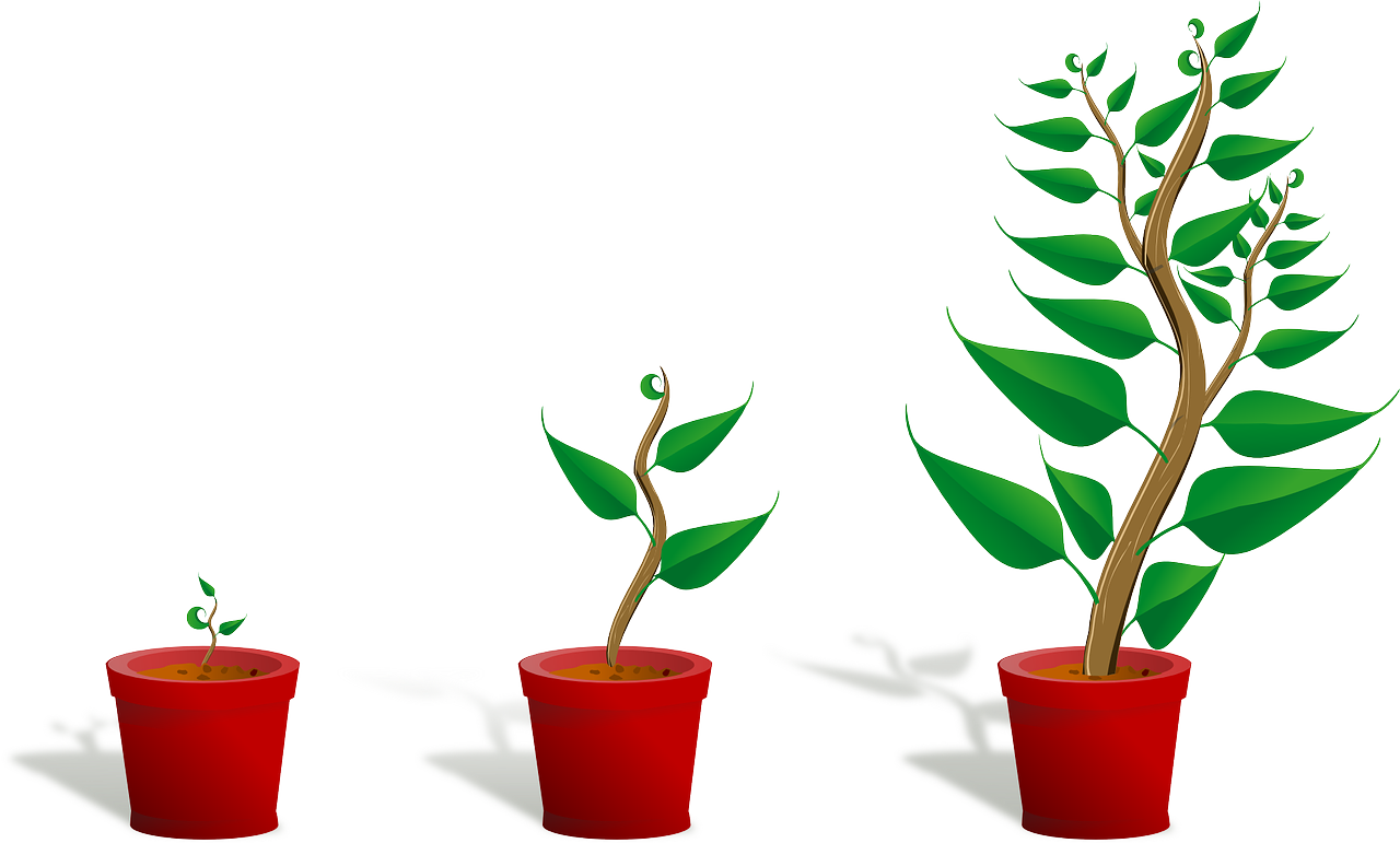 growing plants